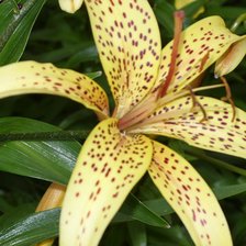 Схема вышивки «лилии»