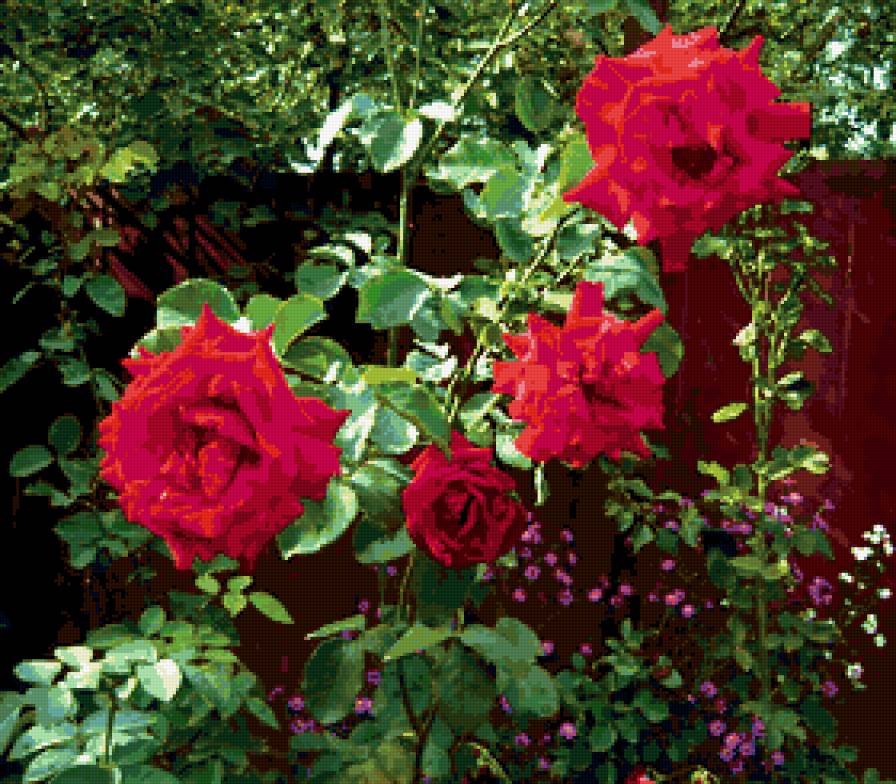 розы - цветник, розы, цветы, цветок, роза - предпросмотр