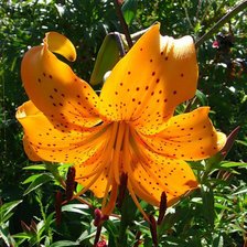 Схема вышивки «лилии»