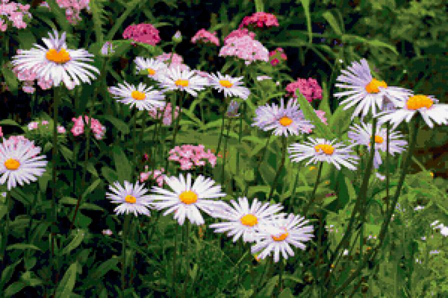 №347851 - цветник, цветы, сады - предпросмотр