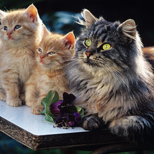 Схема вышивки «кошачее трио»