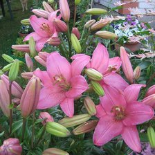 Схема вышивки «лилии»