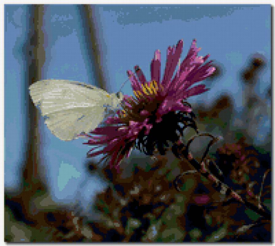 №347922 - цветы, насекомые, бабочка, бабочки - предпросмотр