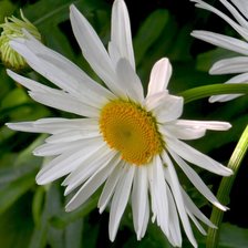 Схема вышивки «ромашка»