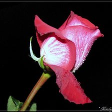 Схема вышивки «роза»