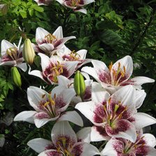 Схема вышивки «лилии»