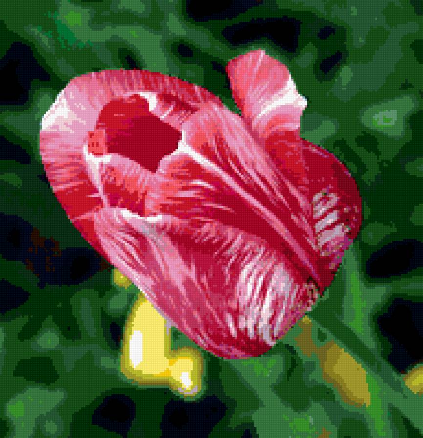 тюльпаны - тюльпаны, цветы - предпросмотр