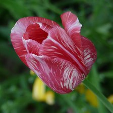 Схема вышивки «тюльпаны»