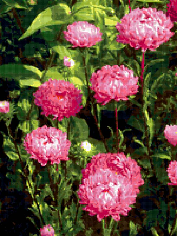 астры - астры, цветы - предпросмотр