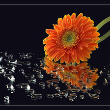 Схема вышивки «натюрморт»