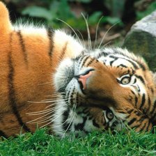 Схема вышивки «тигр»