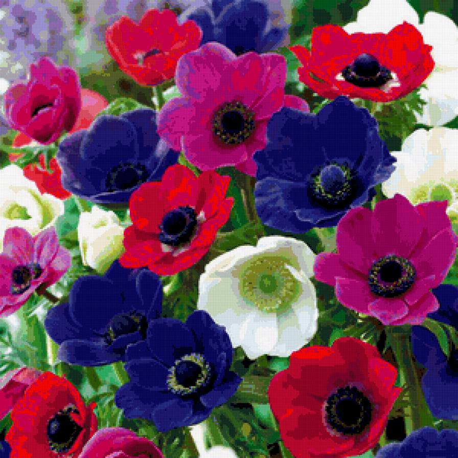 Анемоны - ветреницы, анемоны, цветы - предпросмотр