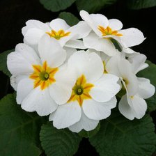 Схема вышивки «№348553»