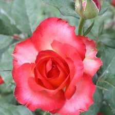 Схема вышивки «роза»