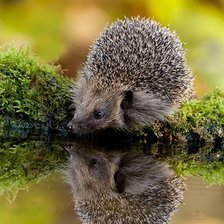 Схема вышивки «№348682»