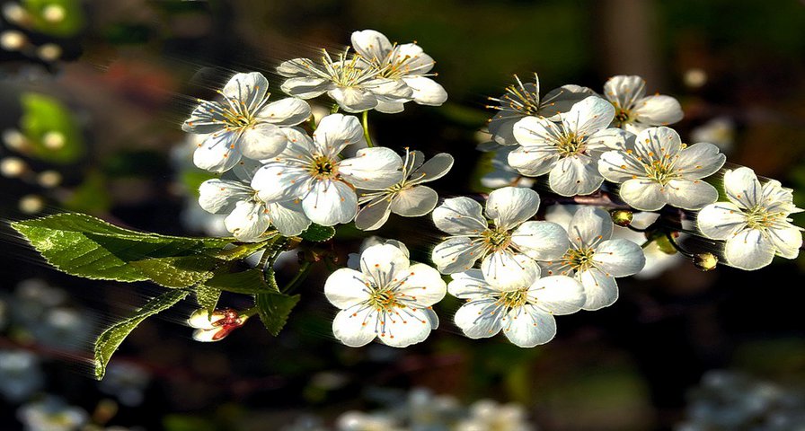 №348824 - весна, цветы - оригинал