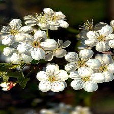 Схема вышивки «№348824»