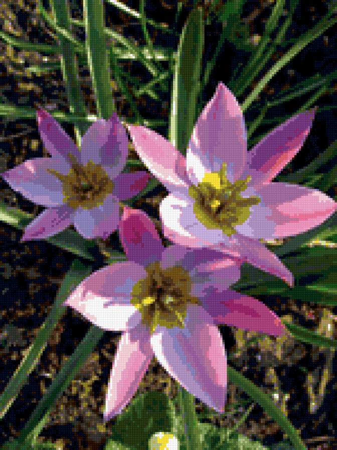 №348829 - цветы - предпросмотр