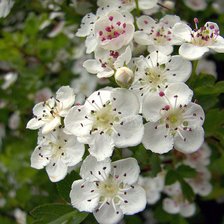 Схема вышивки «цветы»