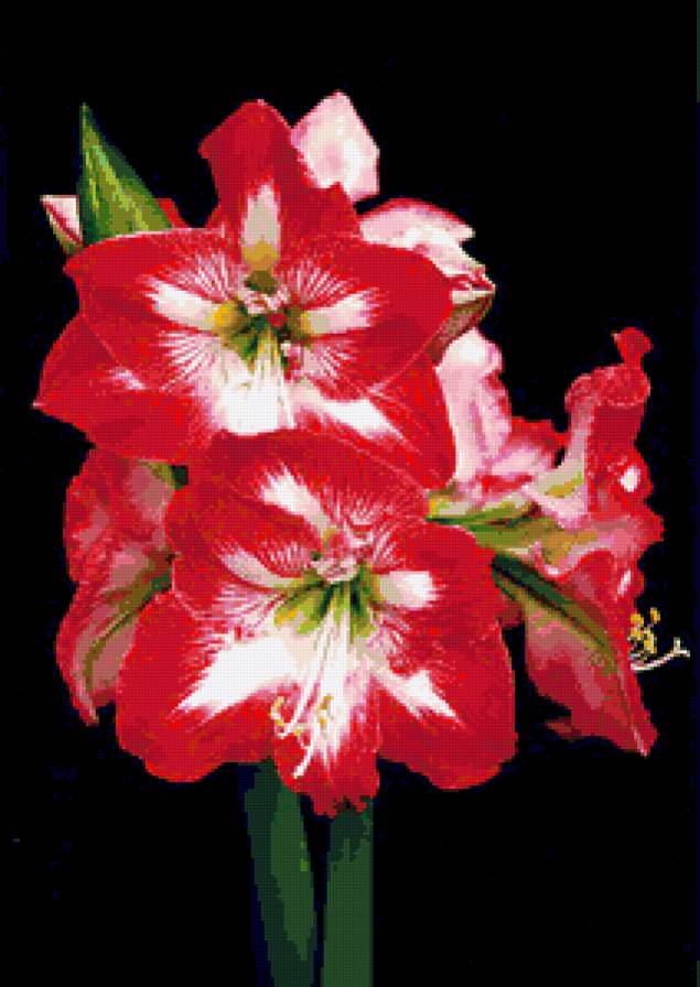 №348841 - цветы, на черном - предпросмотр