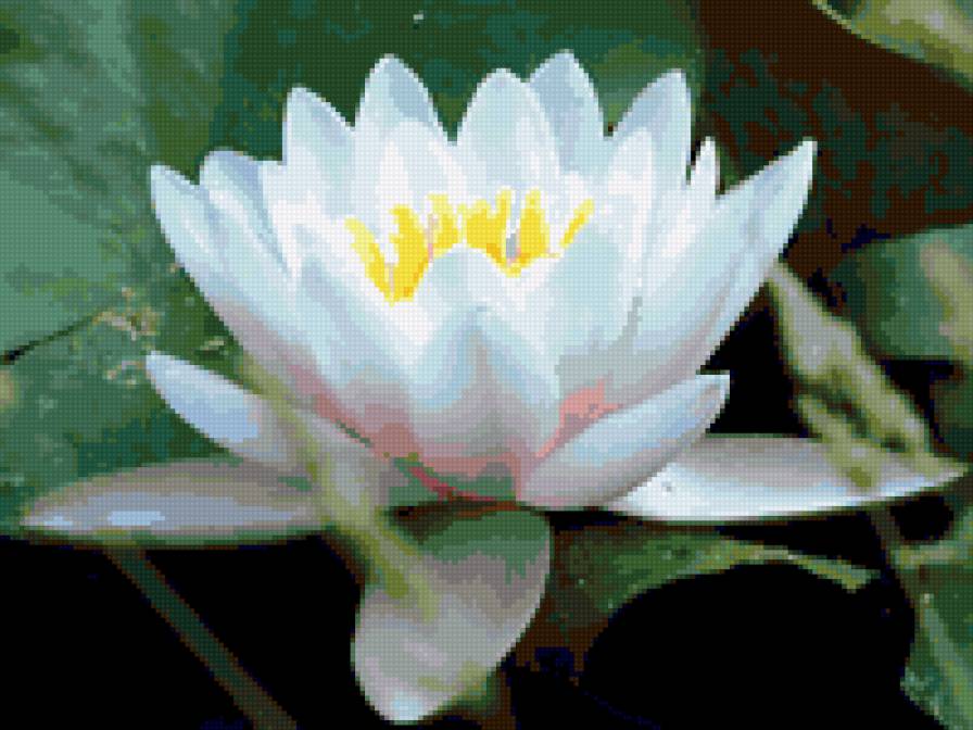 лилии - цветы, лилии, озеро - предпросмотр