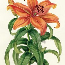 Схема вышивки «лилия»