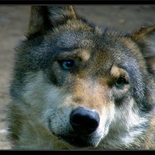 Схема вышивки «волк»