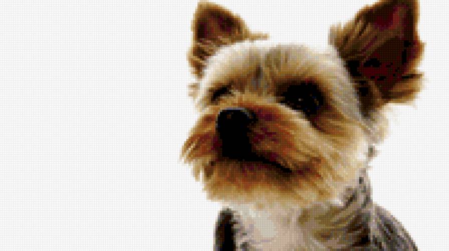 собака - собака, щенок - предпросмотр