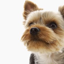 Схема вышивки «собака»