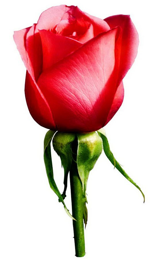 роза - цветок - оригинал