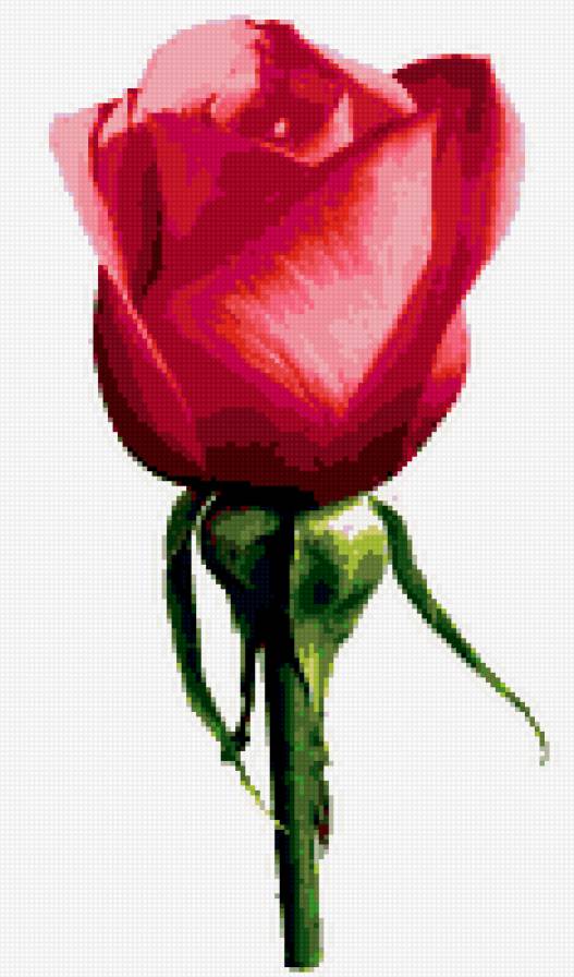 роза - цветок - предпросмотр