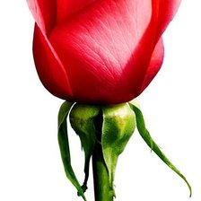 Схема вышивки «роза»