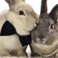 Схема вышивки «кролики»