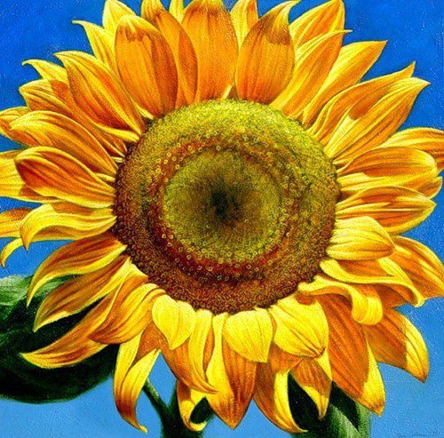 подсолнух - оригинал