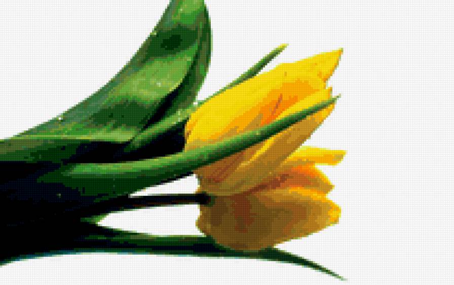 желтые тюльпаны - предпросмотр