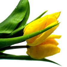 Схема вышивки «желтые тюльпаны»