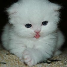 Схема вышивки «котеночек»