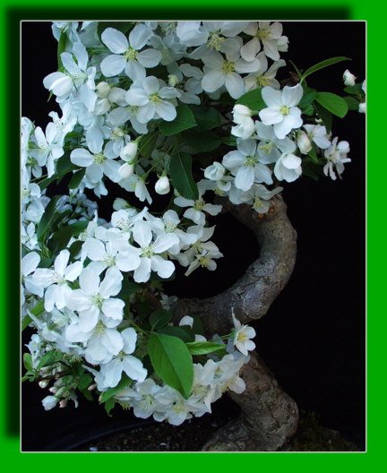 цветы - оригинал