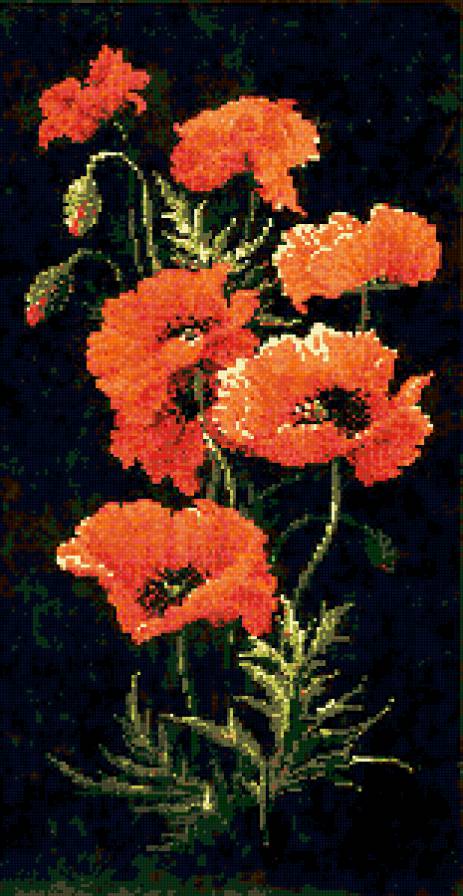 Маки - предпросмотр