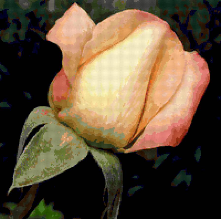 роза - цветок, розы, цветы, роза - предпросмотр