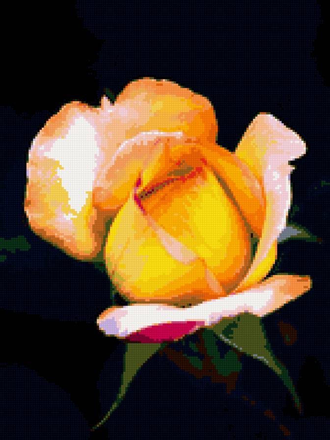 роза - роза, на черном, розы, цветы, цветок - предпросмотр