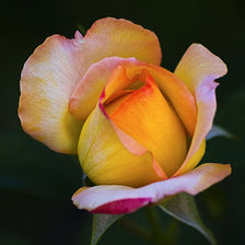 Схема вышивки «роза»