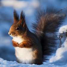 Схема вышивки «білочка»