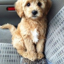 Схема вышивки «собачка»