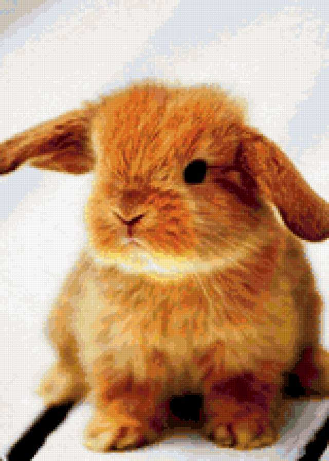 кролик - предпросмотр