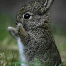 Схема вышивки «кролик»