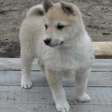 Схема вышивки «ЛАЙКА»