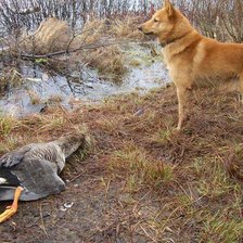 Охота с лайкой