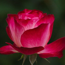 Схема вышивки «роза»