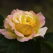 Схема вышивки «роза»